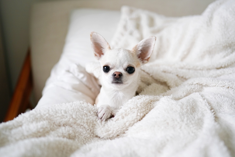 biała Chihuahua na łóżku Chihuahua w pościeli