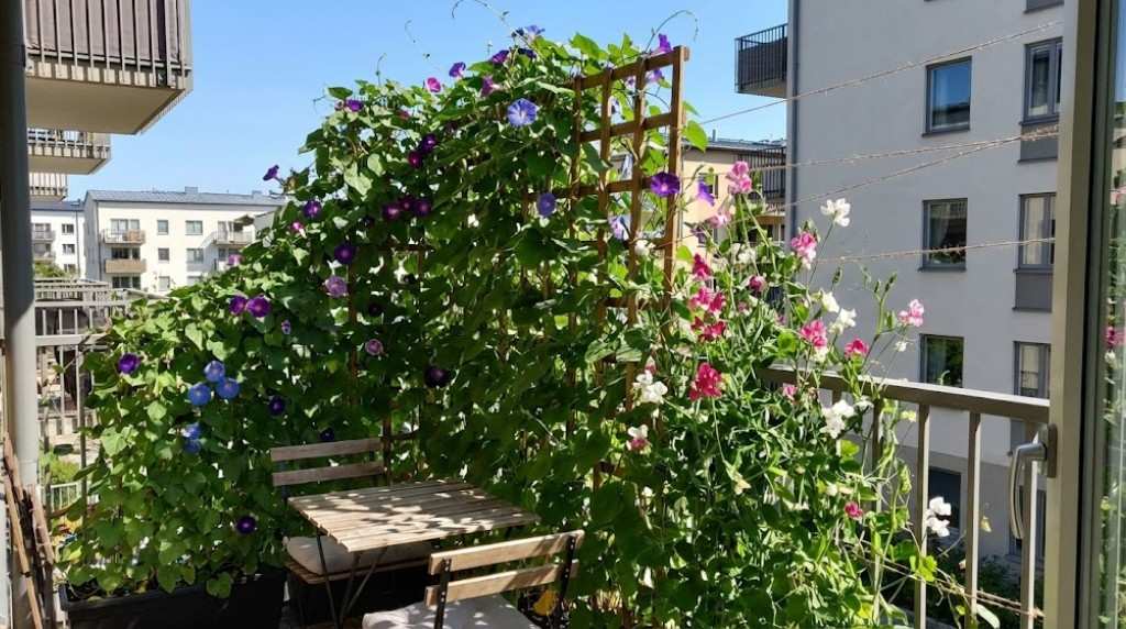 jak osłonić balkon w bloku od słońca pnączami całorocznymi 