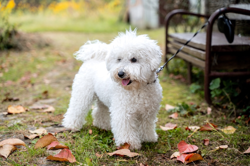 małe psy rasy do mieszkania - biały bichon małe psy rasy do mieszkania - Bichon Frise