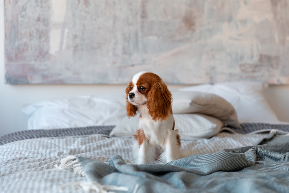 małe psy rasy do mieszkania - Cavalier Spaniel małe psy rasy do mieszkania - Cavalier King Charles Spaniel
