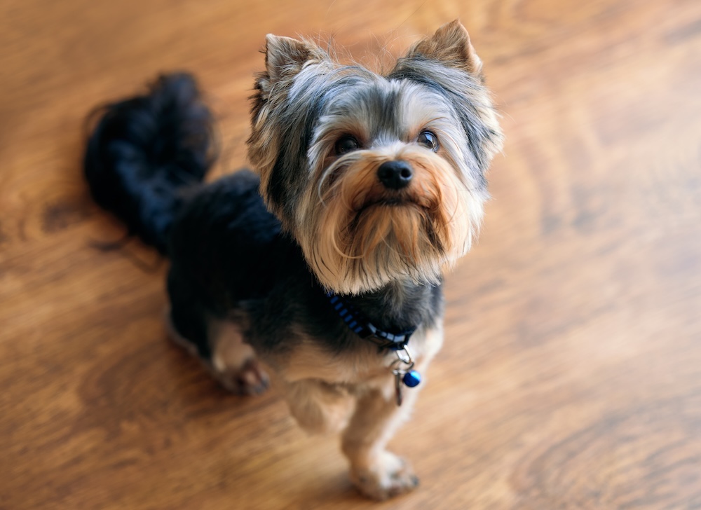 małe psy rasy do mieszkania - Yorkshire małe psy rasy do mieszkania - Yorkshire Terrier