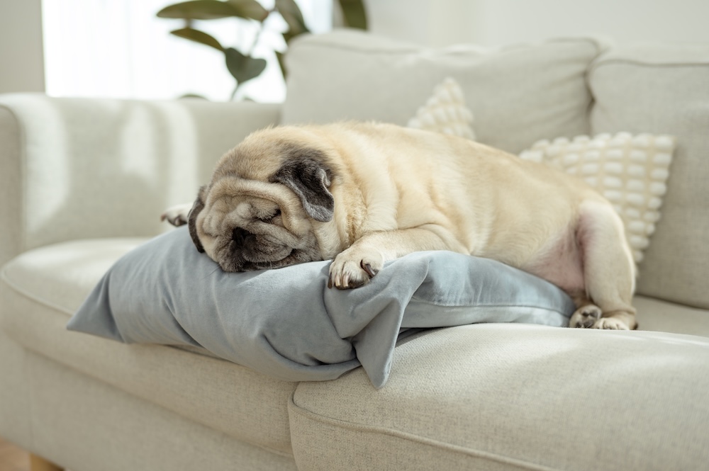 mops na kanapie z poduszką mops leżący na poduszce