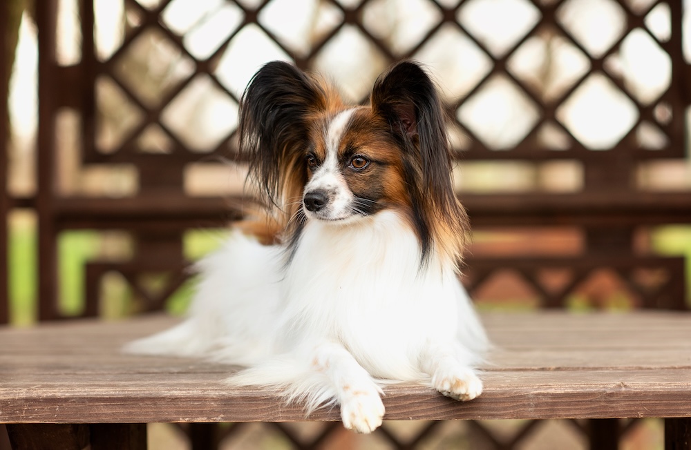 rasa papillon pies papillon w ogrodzie