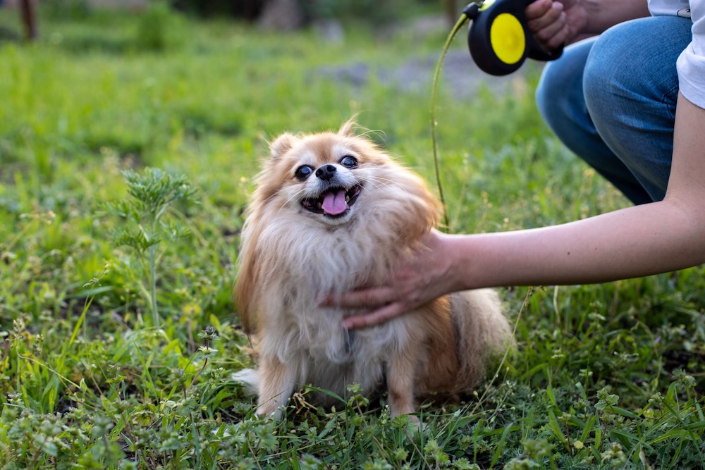 Pomeranian na trawie Pomeranian na smyczy