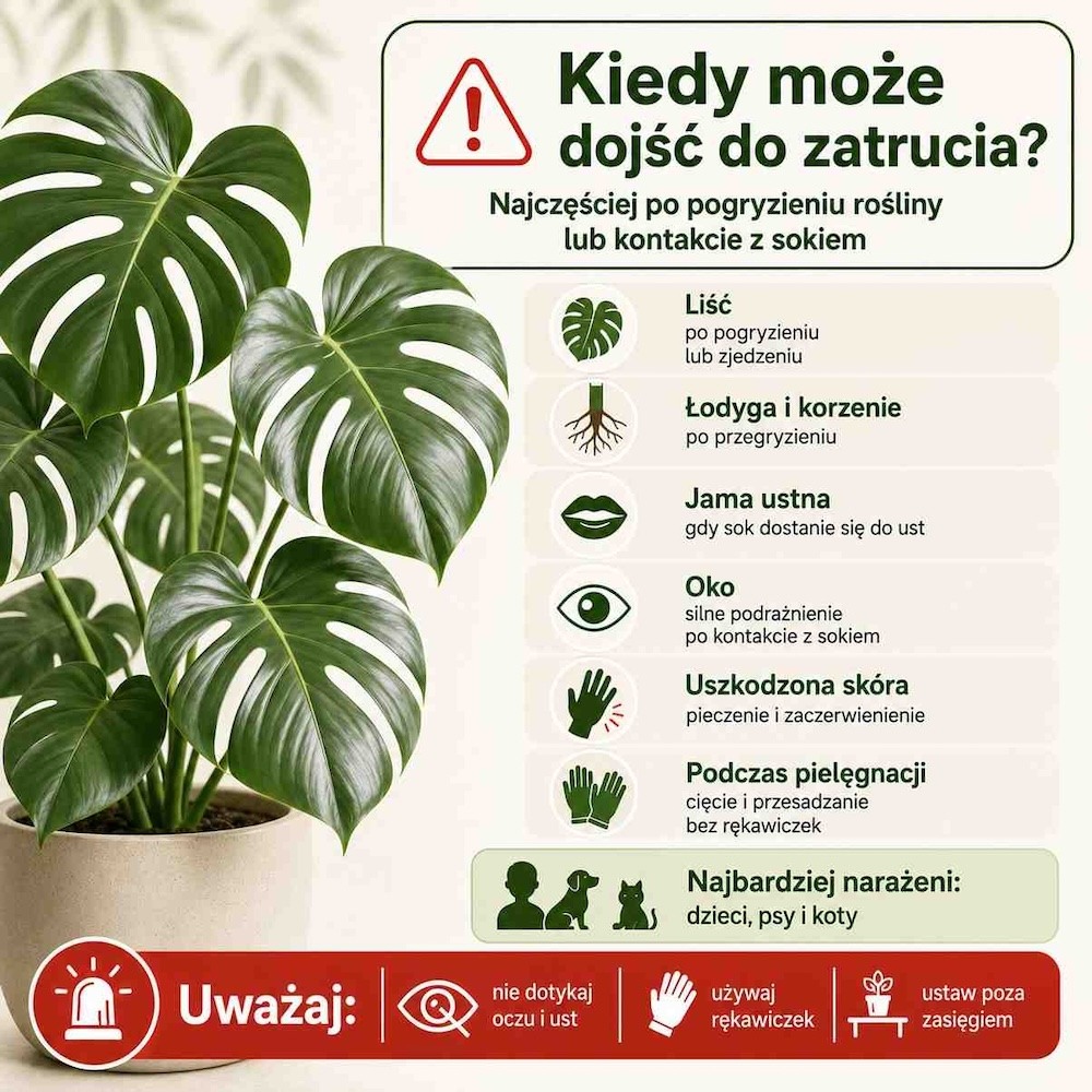 czy-monstera-jest-trujaca-i-kiedy czy monstera jest trująca i w jakich sytuacjach