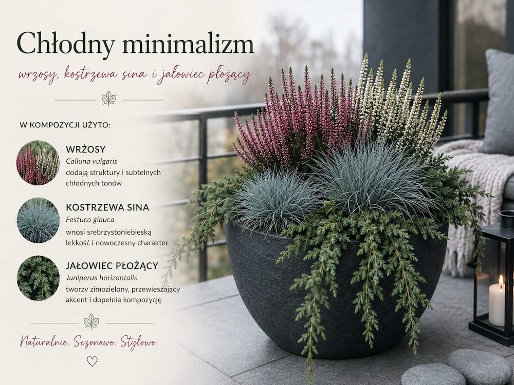 z-czym-laczyc-wrzosy-w-doniczce-kompozycje-minimalstyczne z czym łączyć wrzosy w doniczce - kompozycje w chłodnych kolorach
